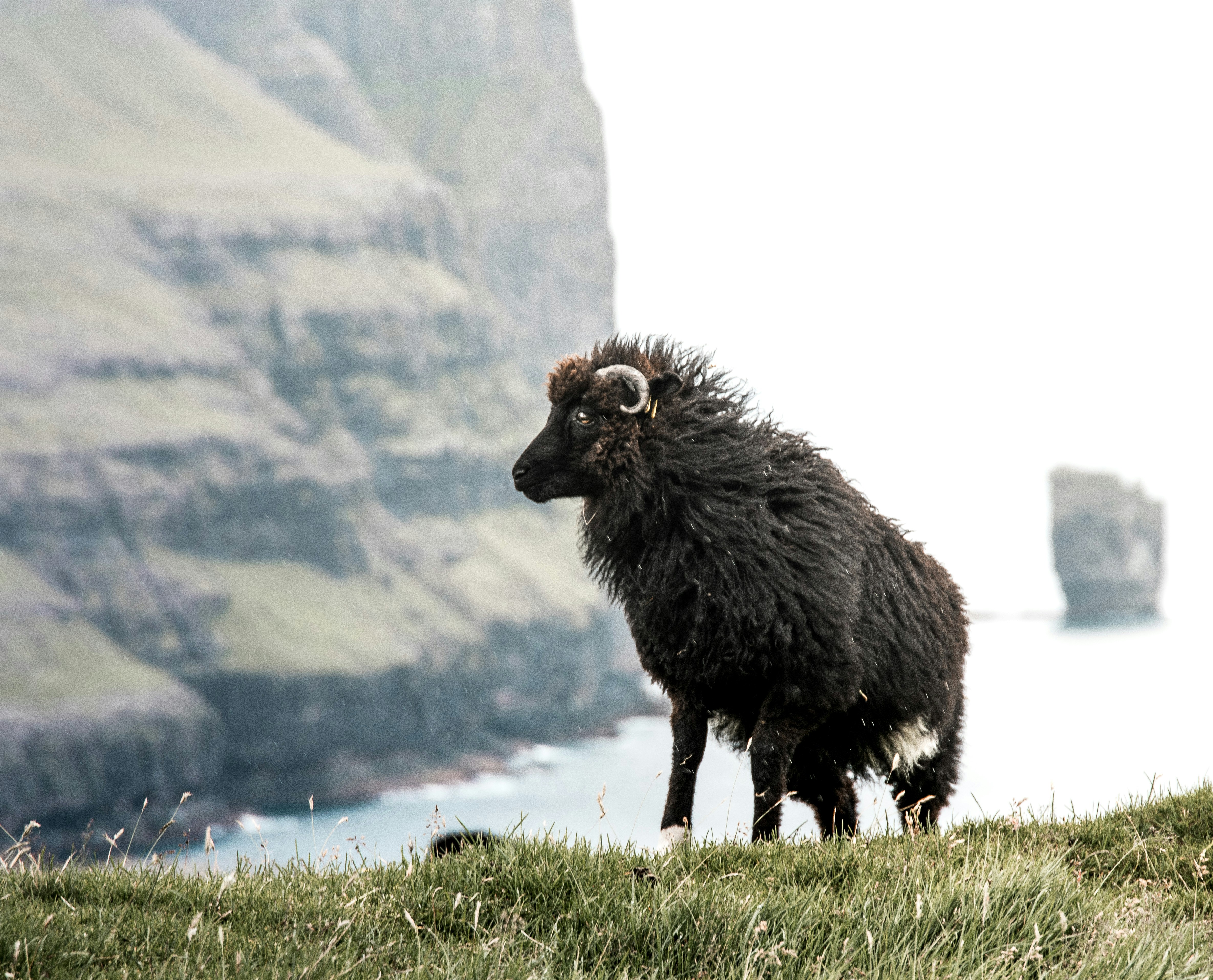 Sheep on the Faroe Islands